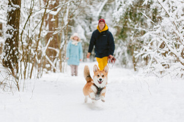 Fototapeta na wymiar Well dressed happy girl and man with Corgi dog outdoors in winter. Pets, people and season concept. Cheerful couple having fun with cute dog in snowy park