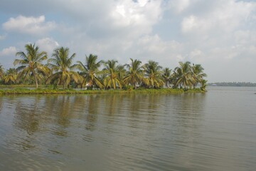 Naklejka na ściany i meble View of the line of coconut trees near the river