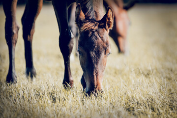 A herd of horses grazing on the field.