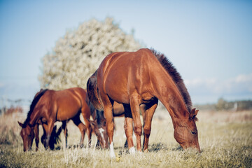 Horses grazing in the field. Rural landscape.