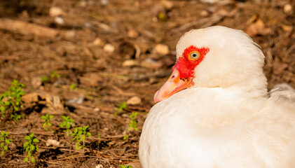 close up portrait profile Muscovy duck resting