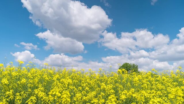 4K Time Lapse of beautiful Rapeseed flowers against blue sky with white clouds. Agricultural Landscape. Time-lapse of flowering bright yellow Canola field.
