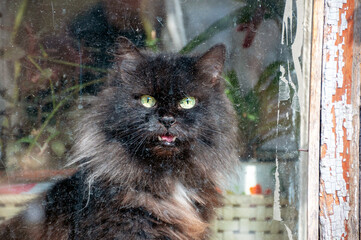 black cat sits at home behind a dirty window with peeling paint, looks at the camera and meows. The concept of poverty or self-isolation during the pandemic crisis of the Covid19 coronavirus.
