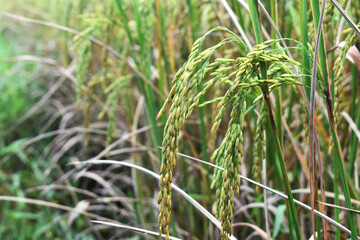 Obraz premium rice field
