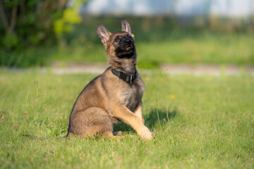 Dog portrait of an eight weeks old German Shepherd puppy with a green grass background. Sable colored, working line breed