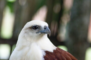 Eagle