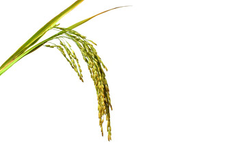 ears of rice