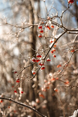 Red berries on a branch covered with snow and ice. Amazing natural winter background