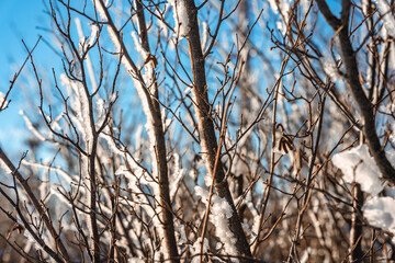 Natural winter background with bare tree branches covered with ice