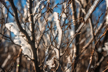 Natural winter background with bare tree branches covered with ice