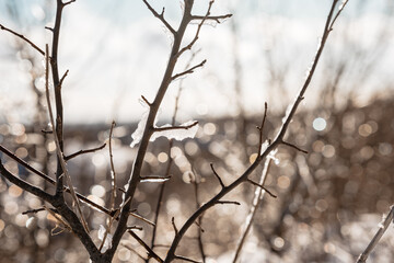 Natural winter background with bare tree branches covered with ice