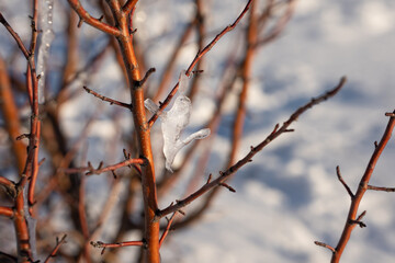 Natural winter background with bare tree branches covered with ice
