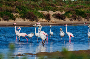 Naklejka premium Group of flamingos eating in the marshes
