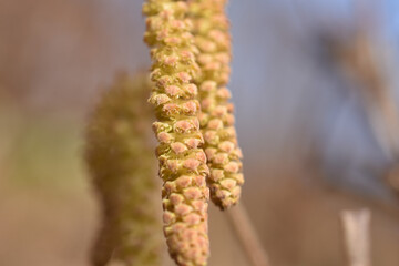 Obraz premium Blüte der Haselnuss im Frühjahr, Frühlingsbote, Allergie