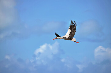 One red billed Stork flying alone the open blue sky with extended wings and closed peak. European white stork (ciconia ciconia)