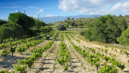 Fototapeta na wymiar Vineyard in Cyprus - Agriculture in Cyprus