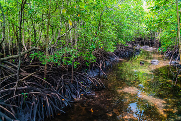 Small river in Mangrove forest, Zanzibar. Tropical forest in mud. Jozani forest