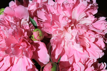 Peonies. Flower petals close-up. Spring flowers. Blooming peonies. Pink peonies on a black background. Blank for a puzzle and a postcard. - 482618457