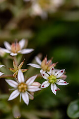 Saxifraga sedoides flower growing in forest, close up 
