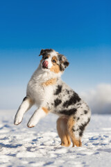 small puppies  jumping  with white cold winter snow in sunny day under the blue sky