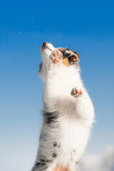 small puppies playing with white cold winter snow in sunny day under the blue sky