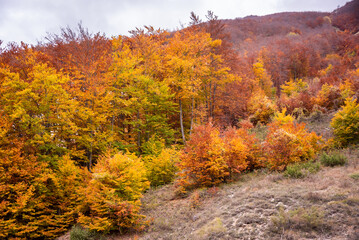 Fototapeta na wymiar Autumn seasonal landscape with colorful trees and fogliage