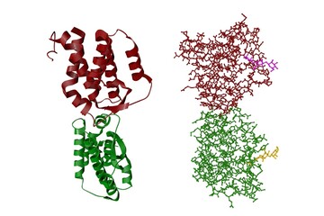 Crystal structure and molecular model of human interleukin-34 isolated on white background. Rendering with differently colored protein chains based on protein data bank. 3d illustration