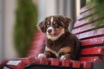 A cute miniature Australian Shepherd dog with yellow eyes and a white and chocolate muzzle lying on a red wooden bench against the background of the cityscape