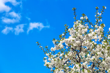 cherry blossom is blooming.cherry blossom on background blue sky. Space for text.blue sky and clouds