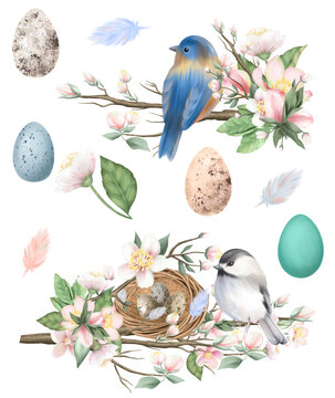Set of spring birds, nests and eggs on the blooming apple tree branches, easter compositions, hand drawn isolated illustration on white background