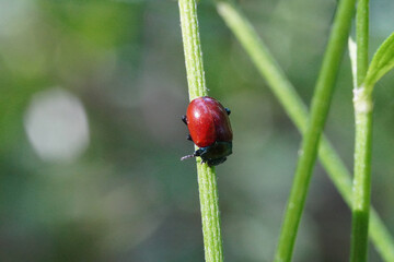 Chrysomela populi close up