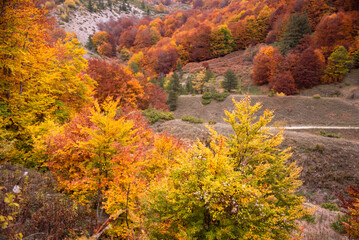 Autumn seasonal landscape with colorful trees and fogliage