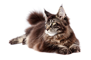 Very handsome young Maine Coon cat.The largest cat. A big cat.Maine Coon looking at the camera, isolated on white