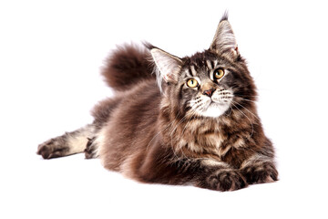 Very handsome young Maine Coon cat.The largest cat. A big cat.Maine Coon looking at the camera, isolated on white