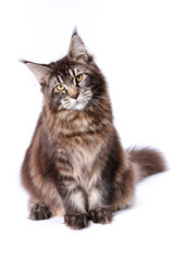 Very handsome young Maine Coon cat.The largest cat. A big cat.Maine Coon looking at the camera, isolated on white