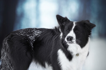 black and white border collie dog portrait in cold snow winter