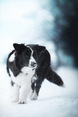 black and white border collie dog going in cold snow winter