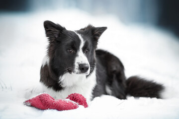 black and white border collie dog portrait in cold snow winter