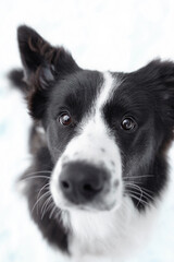 black and white border collie dog portrait in cold snow winter