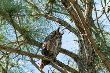 The great horned owl (Bubo virginianus)