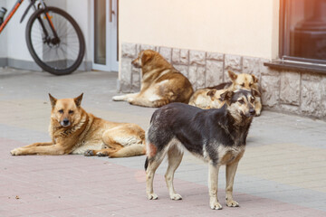 A gang of stray dogs.Half-a-dozen stray street dogs roaming in a residential area.Homeless dog on...