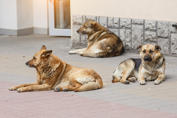 A gang of stray dogs.Half-a-dozen stray street dogs roaming in a residential area.Homeless dog on the street of the old city.Homeless animal problem