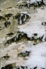 Pień brzozy przypruszony śniegiem. © Adam