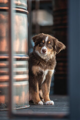 A cute miniature Australian Shepherd dog with yellow eyes and a white and chocolate muzzle sitting among shiny red metal barrels against the backdrop of an urban landscape. Bar decor.