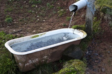 Old bathtub on a meadow serving as a cattle watering tank full of cold and fresh water, Vosges mountains (horizontal), Lembach, Bas Rhin, Grand Est, France