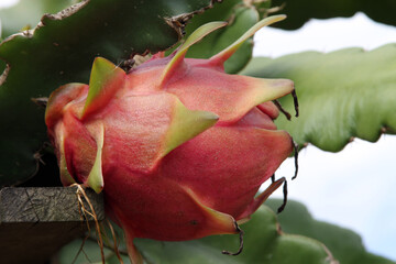 Pitaya