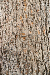  Tree bark texture, natural background