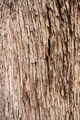  Tree bark texture, natural background
