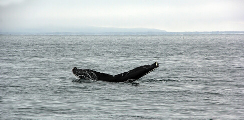 Fototapeta premium queue de la baleine