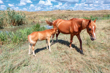 Horses mother and foal . Domestic mare and colt on the pasture